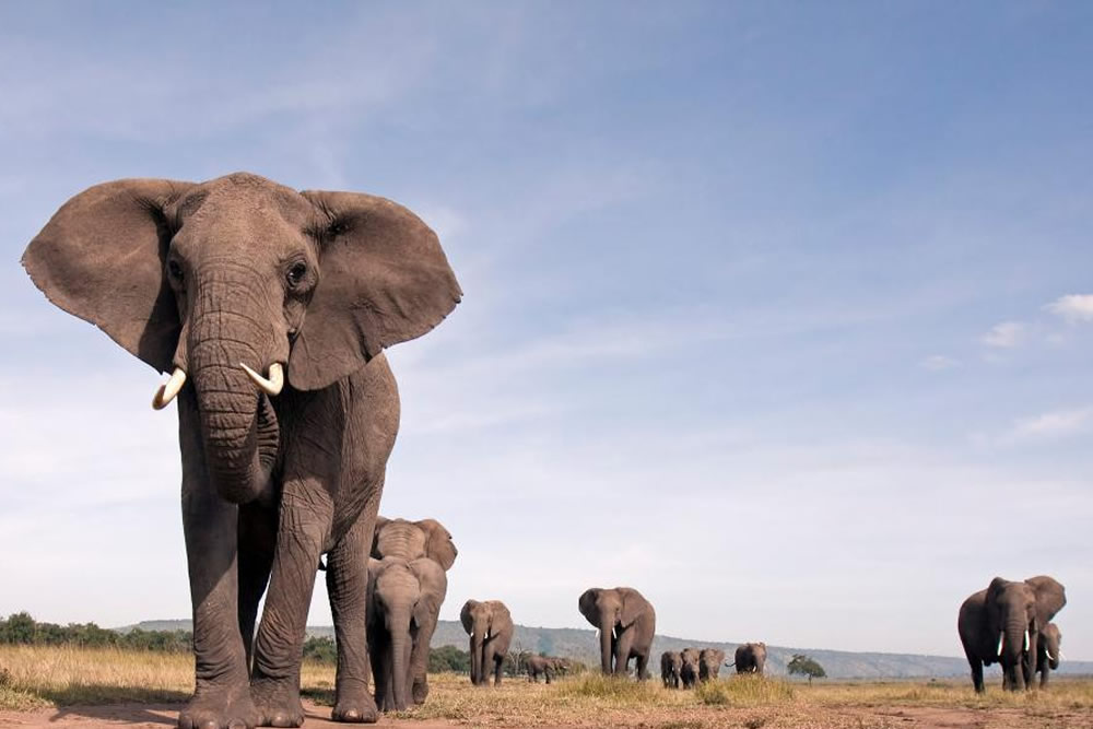 African elephants call each other by unique names, new study shows