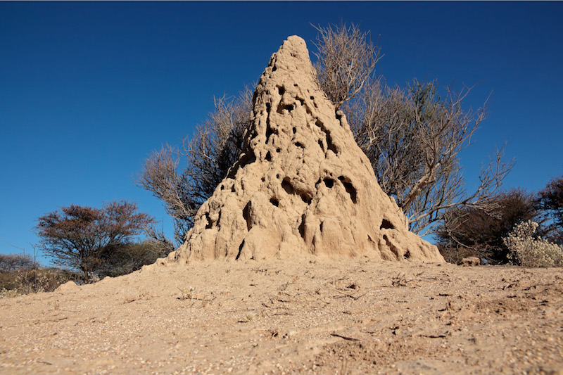 These oldest inhabited termite mounds have been active for 34,000 years