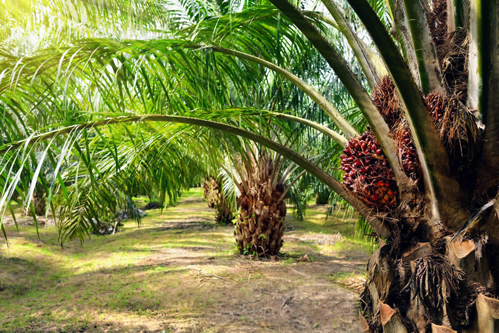 Volta Palm to make Ghana Africa’s top oil palm producer