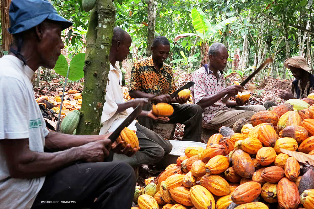 COCOBOD secures $100m World Bank support for cocoa rehabilitation 