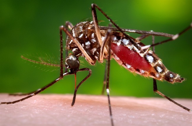 Ghana issues alert after recording 9 cases of Dengue Fever in the Eastern Region