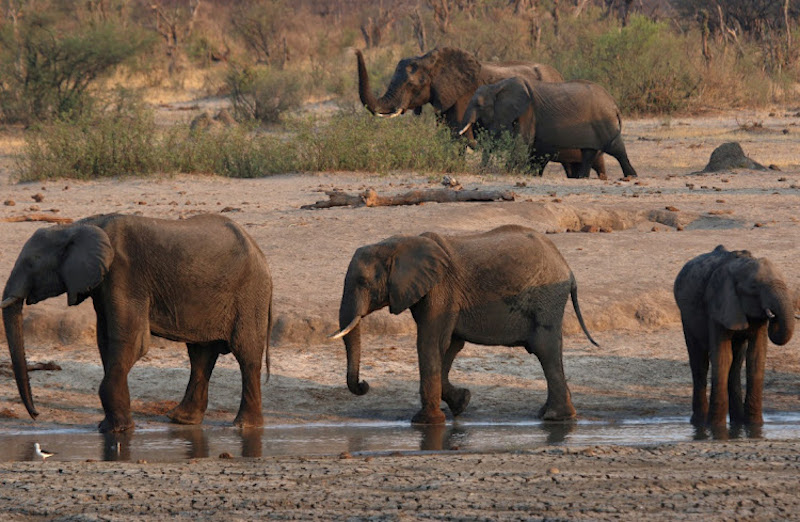 Zimbabwe and Namibia will kill scores of elephants to feed people facing drought